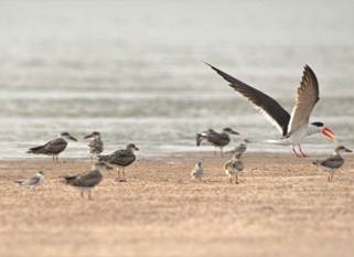 Ganga Mission Boosts Nature Based Solutions and Bird Conservation