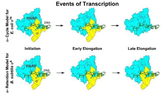 Indian researchers overturn five decade old rule of bacterial gene regulation